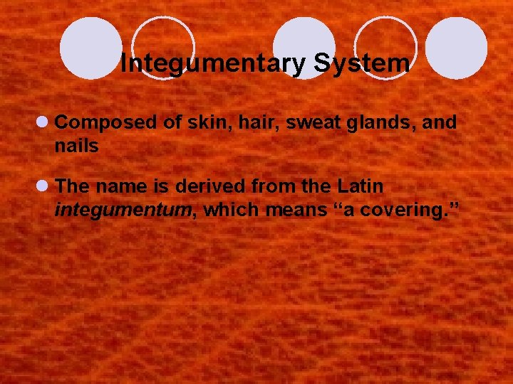 Integumentary System l Composed of skin, hair, sweat glands, and nails l The name