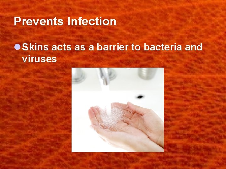 Prevents Infection l Skins acts as a barrier to bacteria and viruses 