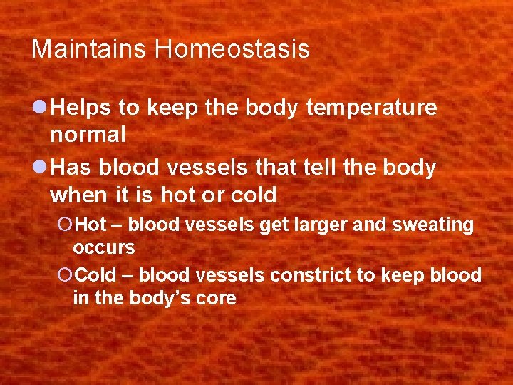 Maintains Homeostasis l Helps to keep the body temperature normal l Has blood vessels
