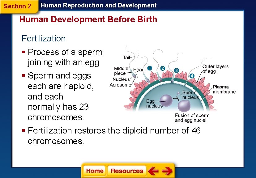Human Reproduction and Development Section 1 Reproductive Systems