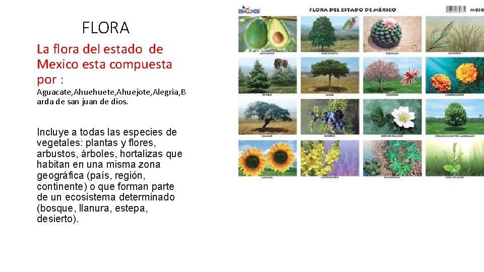 FLORA La flora del estado de Mexico esta compuesta por : Aguacate, Ahuehuete, Ahuejote,