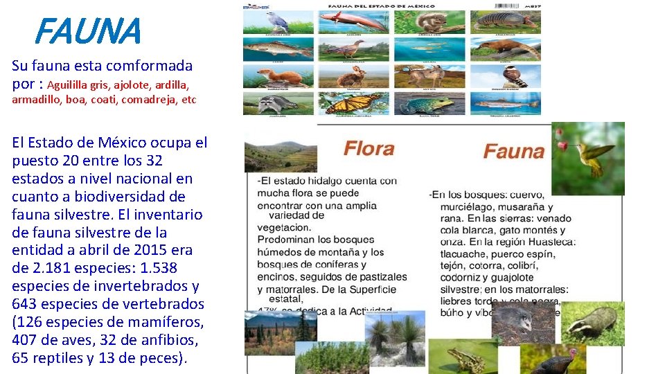 FAUNA Su fauna esta comformada por : Aguililla gris, ajolote, ardilla, armadillo, boa, coati,