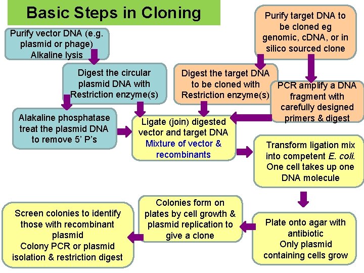 Basic Steps in Cloning Purify vector DNA (e. g. plasmid or phage) Alkaline lysis
