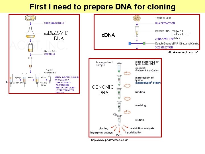 First I need to prepare DNA for cloning PLASMID DNA c. DNA /oligo d.