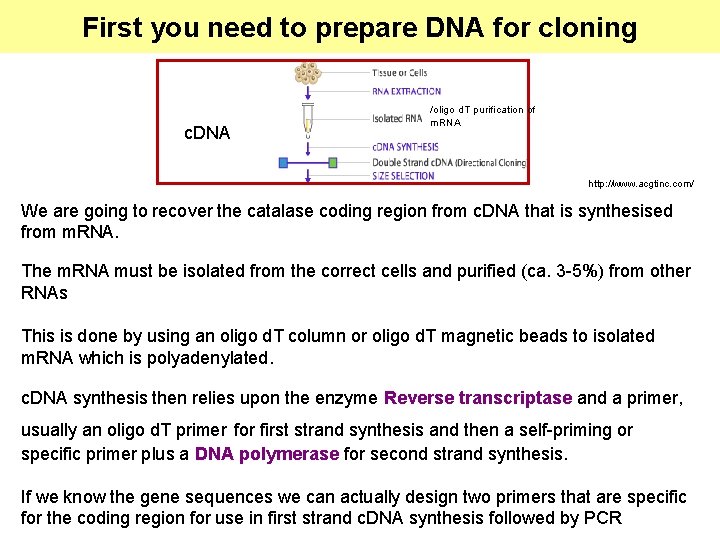 First you need to prepare DNA for cloning c. DNA /oligo d. T purification