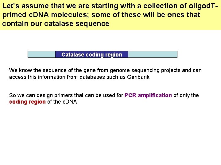 Let’s assume that we are starting with a collection of oligod. Tprimed c. DNA