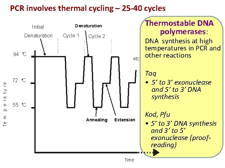 PCR involves thermal cycling – 25 -40 cycles Initial Denaturation Cycle 1 Cycle 2