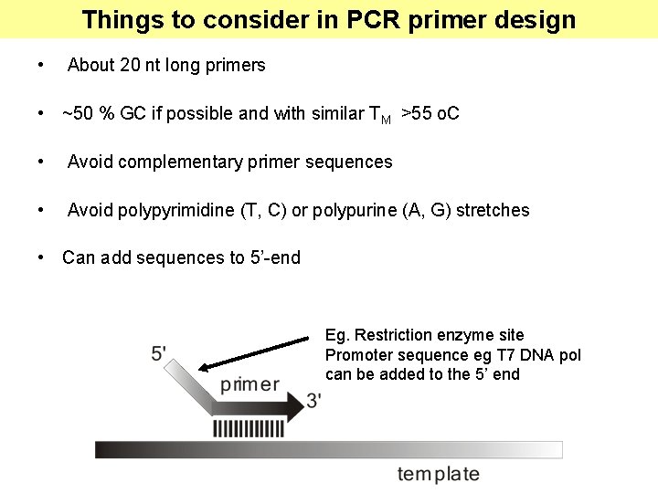 Things to consider in PCR primer design • About 20 nt long primers •