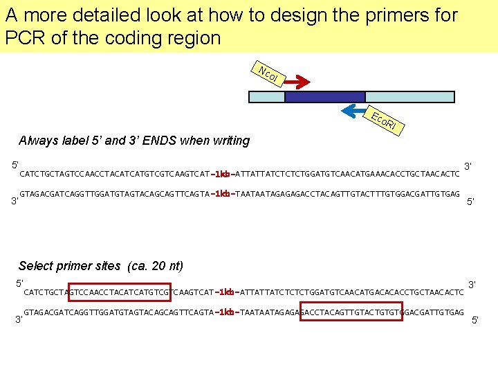 A more detailed look at how to design the primers for PCR of the
