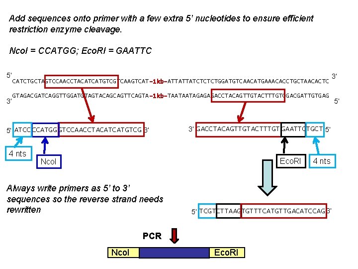 Add sequences onto primer with a few extra 5’ nucleotides to ensure efficient restriction