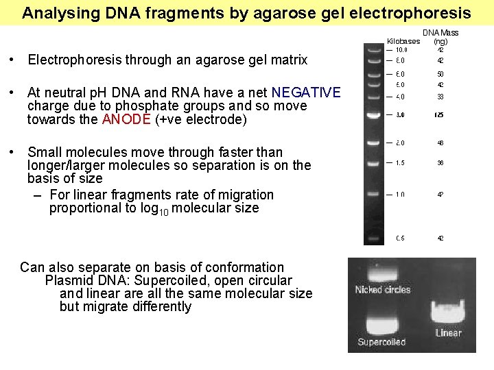 Analysing DNA fragments by agarose gel electrophoresis • Electrophoresis through an agarose gel matrix