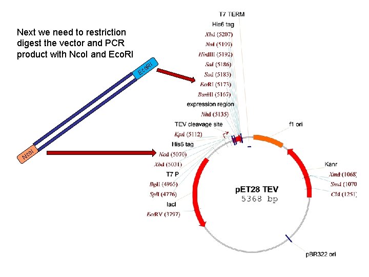 Next we need to restriction digest the vector and PCR product with Nco. I