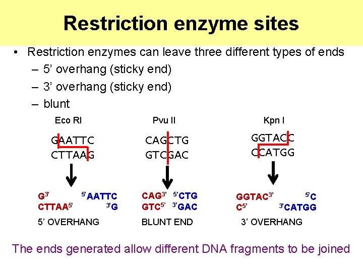 Restriction enzyme sites • Restriction enzymes can leave three different types of ends –