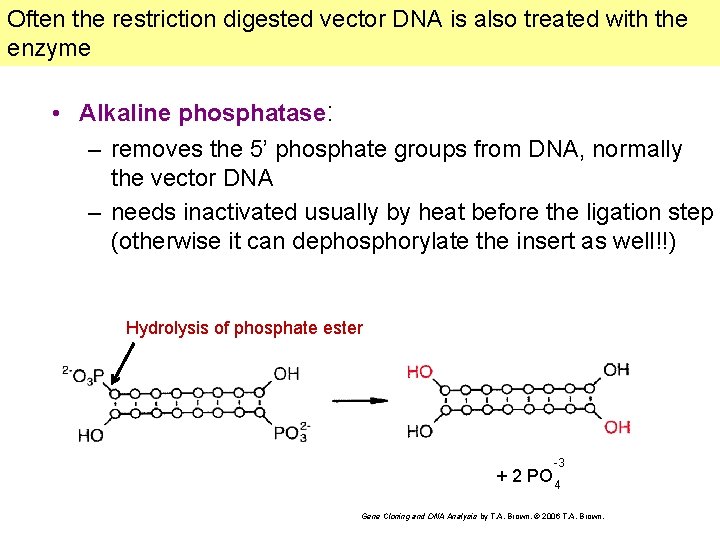 Often the restriction digested vector DNA is also treated with the enzyme • Alkaline