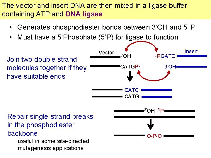 The vector and insert DNA are then mixed in a ligase buffer containing ATP