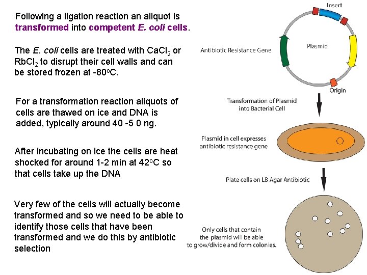 Following a ligation reaction an aliquot is transformed into competent E. coli cells. The