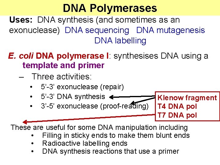 DNA Polymerases Uses: DNA synthesis (and sometimes as an exonuclease) DNA sequencing DNA mutagenesis