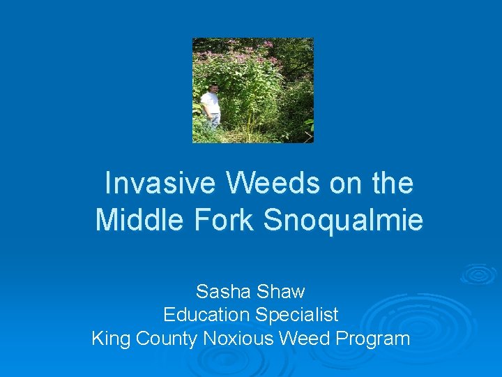 Invasive Weeds on the Middle Fork Snoqualmie Sasha Shaw Education Specialist King County Noxious