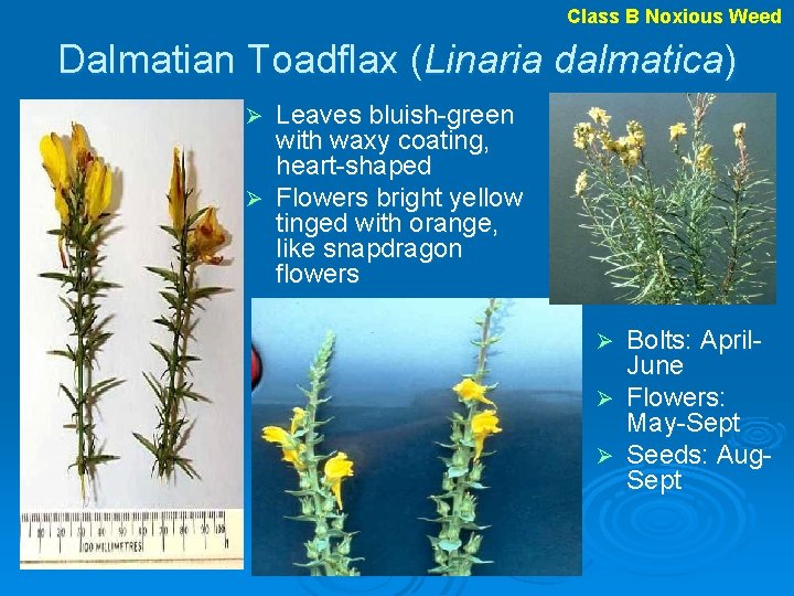 Class B Noxious Weed Dalmatian Toadflax (Linaria dalmatica) Leaves bluish-green with waxy coating, heart-shaped