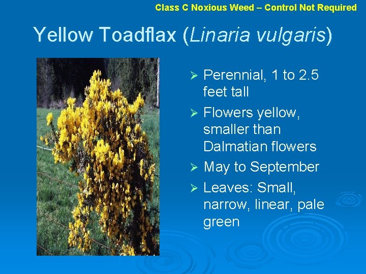 Class C Noxious Weed – Control Not Required Yellow Toadflax (Linaria vulgaris) Perennial, 1