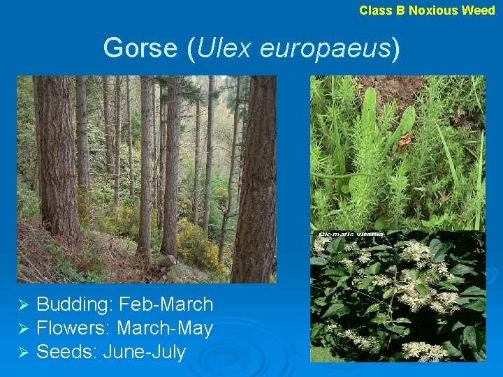 Class B Noxious Weed Gorse (Ulex europaeus) Ø Ø Ø Budding: Feb-March Flowers: March-May