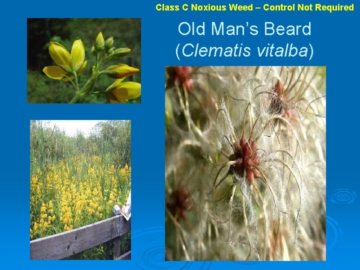 Class C Noxious Weed – Control Not Required Old Man’s Beard (Clematis vitalba) 
