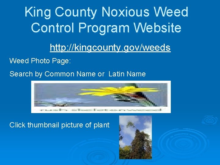 King County Noxious Weed Control Program Website http: //kingcounty. gov/weeds Weed Photo Page: Search