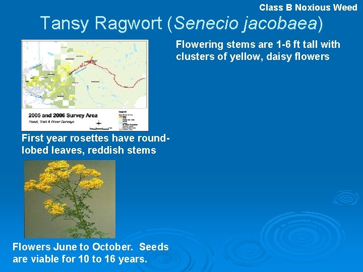Class B Noxious Weed Tansy Ragwort (Senecio jacobaea) Flowering stems are 1 -6 ft