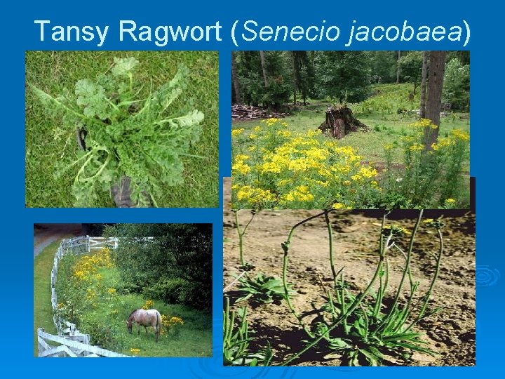 Tansy Ragwort (Senecio jacobaea) 