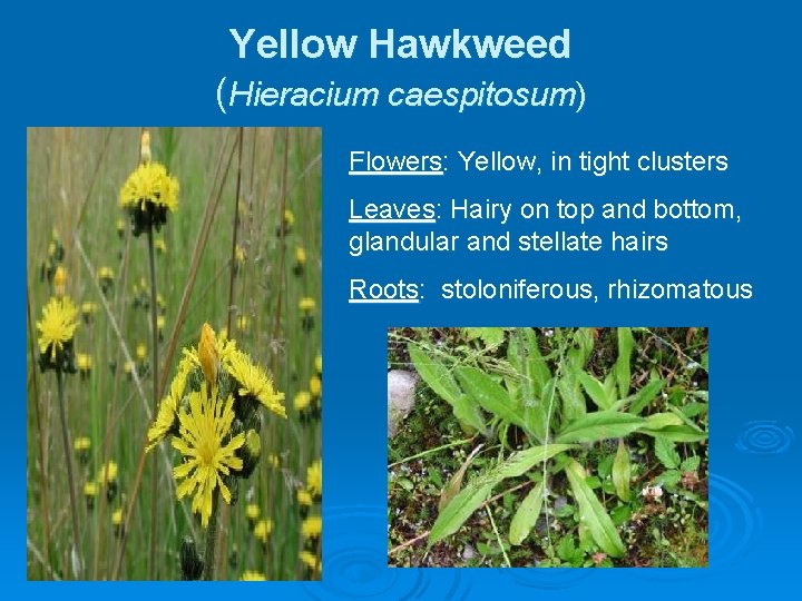 Yellow Hawkweed (Hieracium caespitosum) Flowers: Yellow, in tight clusters Leaves: Hairy on top and
