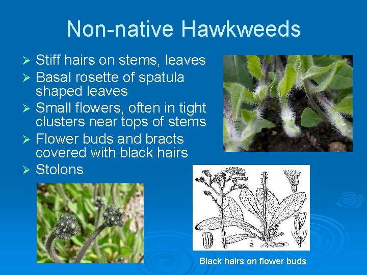 Non-native Hawkweeds Stiff hairs on stems, leaves Basal rosette of spatula shaped leaves Ø