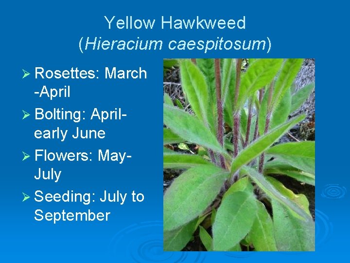 Yellow Hawkweed (Hieracium caespitosum) Ø Rosettes: March -April Ø Bolting: Aprilearly June Ø Flowers: