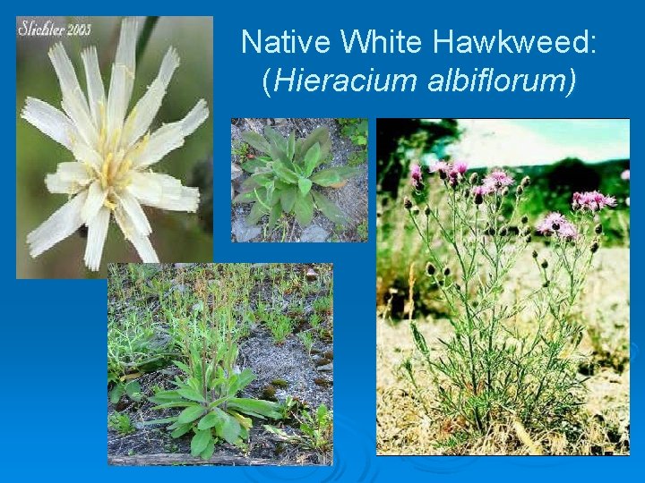 Native White Hawkweed: (Hieracium albiflorum) 
