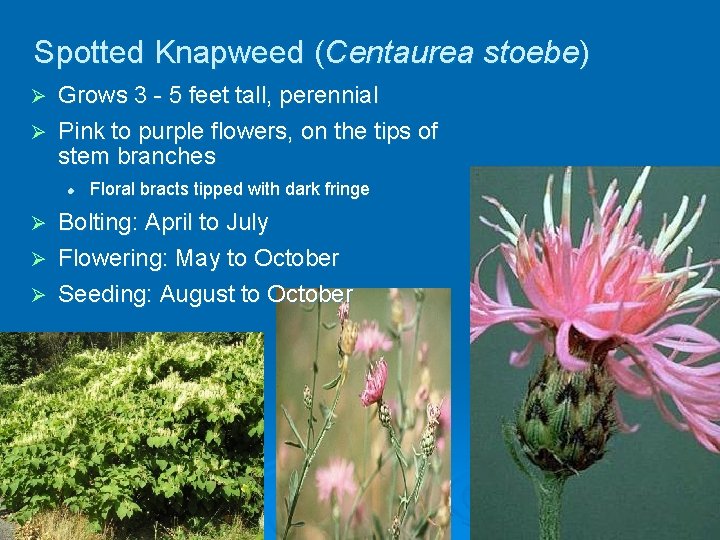 Spotted Knapweed (Centaurea stoebe) Grows 3 - 5 feet tall, perennial Ø Pink to
