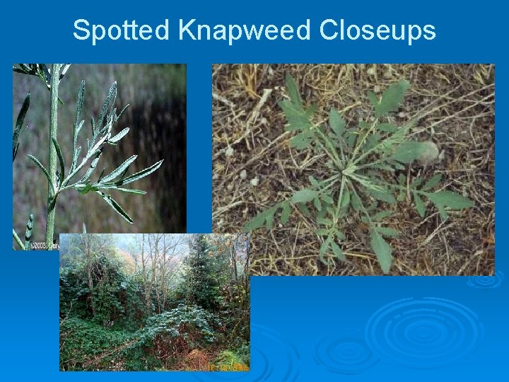Spotted Knapweed Closeups 