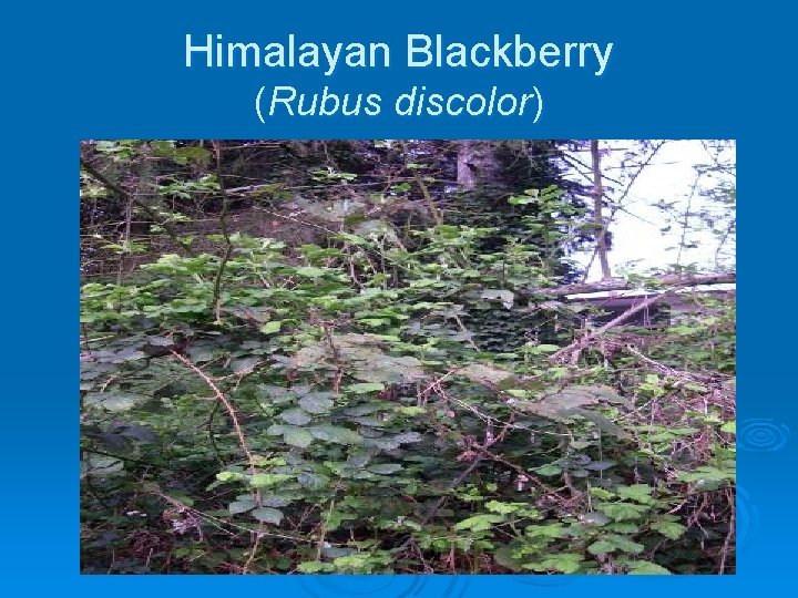 Himalayan Blackberry (Rubus discolor) 
