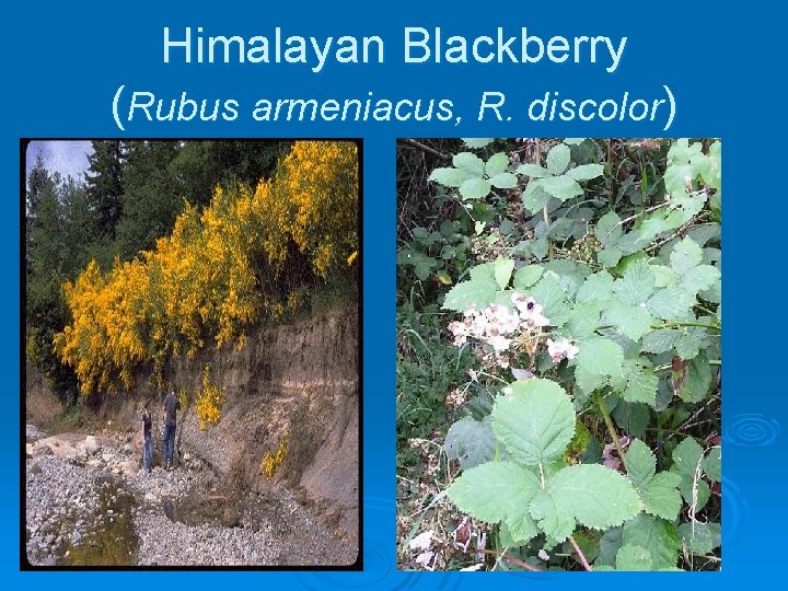 Himalayan Blackberry (Rubus armeniacus, R. discolor) 