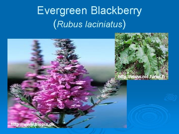 Evergreen Blackberry (Rubus laciniatus) http: //www. nic. funet. fi http: //www. biopix. dk 