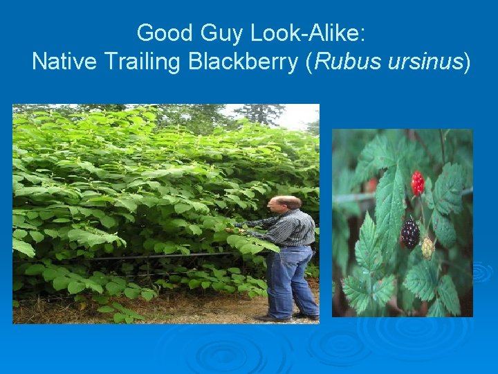 Good Guy Look-Alike: Native Trailing Blackberry (Rubus ursinus) 
