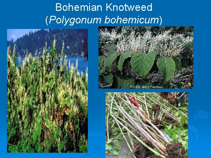 Bohemian Knotweed (Polygonum bohemicum) 