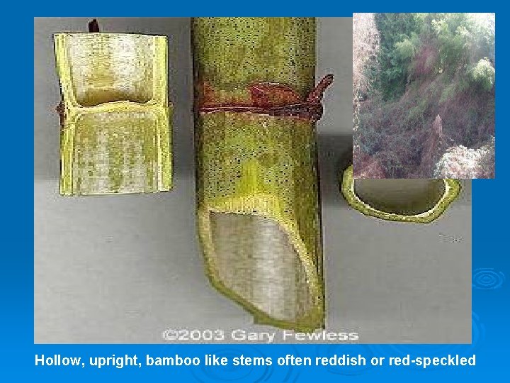 Hollow, upright, bamboo like stems often reddish or red-speckled 