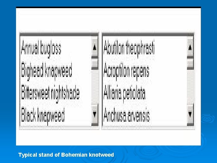 Typical stand of Bohemian knotweed 
