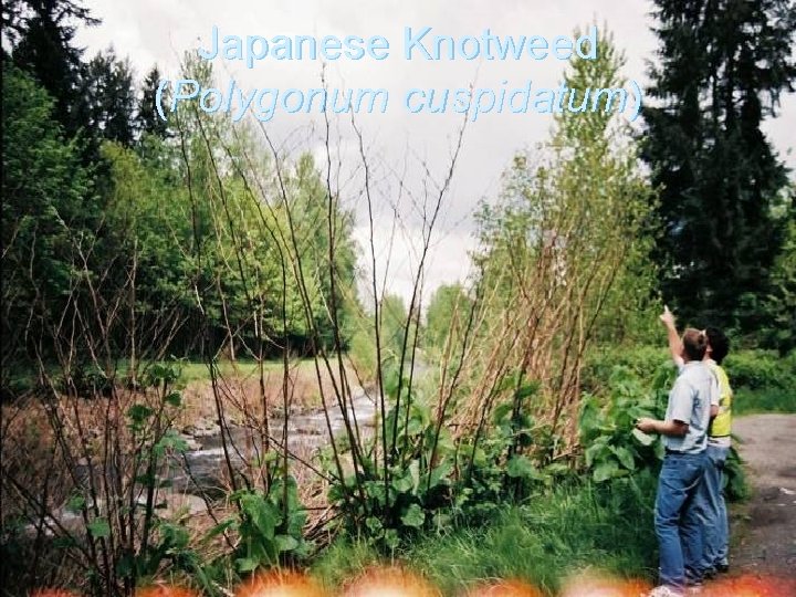 Japanese Knotweed (Polygonum cuspidatum) 