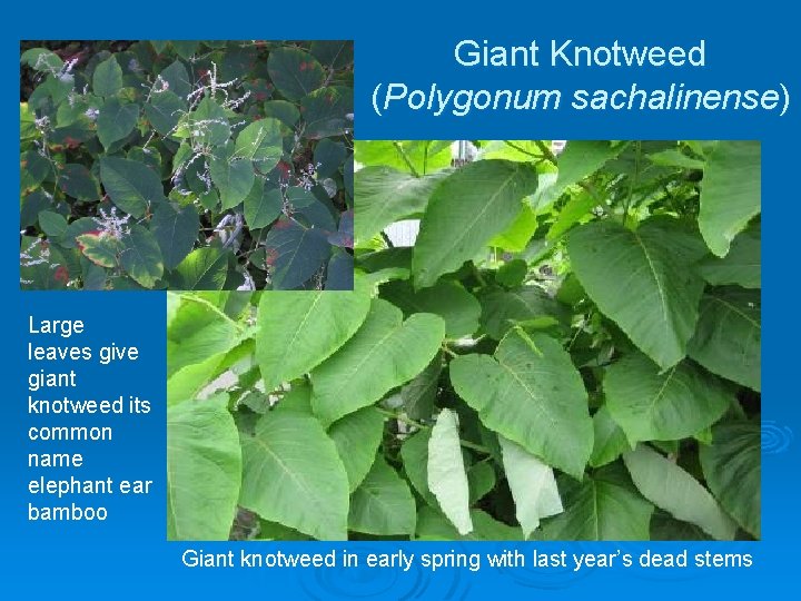 Giant Knotweed (Polygonum sachalinense) Large leaves give giant knotweed its common name elephant ear