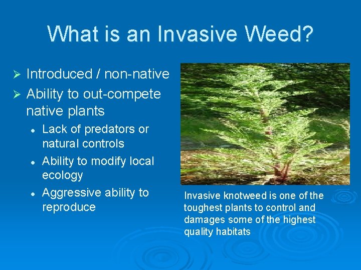 What is an Invasive Weed? Introduced / non-native Ø Ability to out-compete native plants