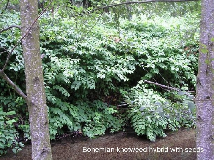 Bohemian knotweed hybrid with seeds 