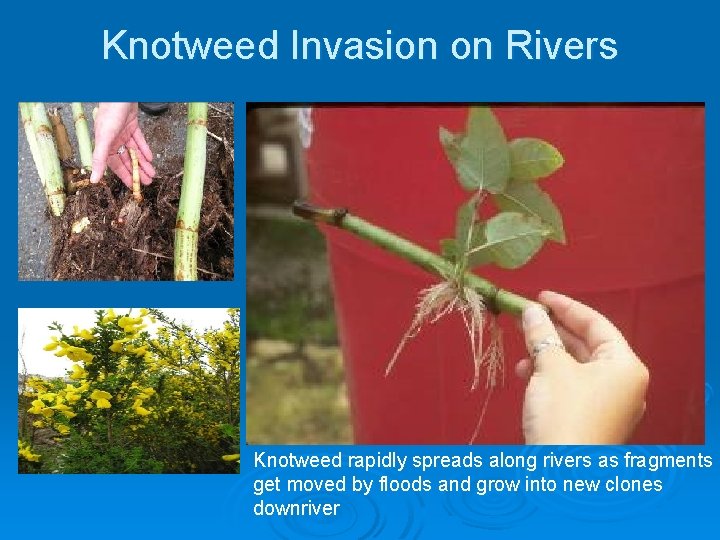 Knotweed Invasion on Rivers Knotweed rapidly spreads along rivers as fragments get moved by