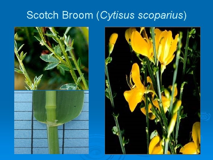 Scotch Broom (Cytisus scoparius) 