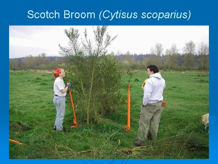 Scotch Broom (Cytisus scoparius) 