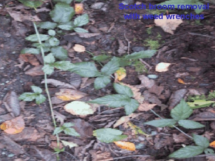 Scotch broom removal with weed wrenches 